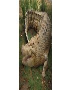 Кожа Kрокодила