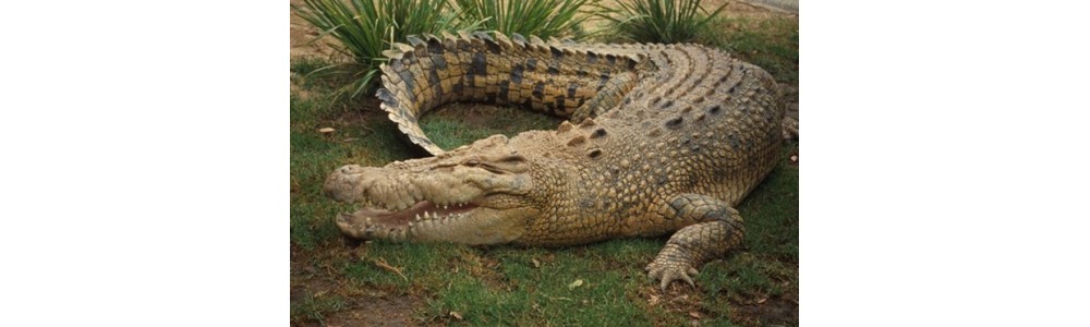 Кожа Kрокодила