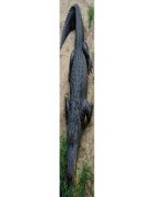 Кожа Aллигатора