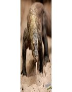 Кожа Ящерицы