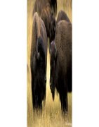 Buffalo Watch Straps